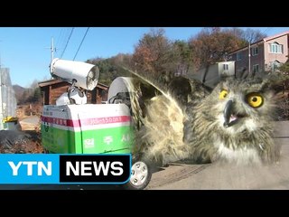 텃새도 AI 감염..."안전지대 없다" / YTN (Yes! Top News)