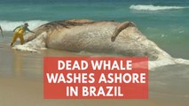 Carcass of giant whale washes up on iconic beach in Brazil's Rio de Janeiro