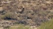 Leopard preys on wild cat in Maasai Mara National Reserve