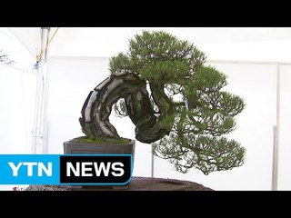 [대전·대덕] 제27회 대한민국분재대전 개최 / YTN (Yes! Top News)