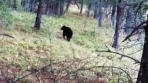 Un chasseur résiste à la charge d'un ours