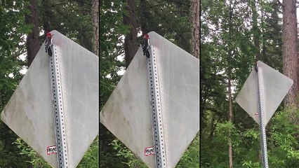 Un pivert stupide découvre un panneau de signalisation