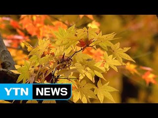 [영상] 내장산의 막바지 단풍 / YTN (Yes! Top News)