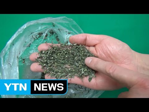 마약 사범 6개월 만에 4,500명 적발 / YTN (Yes! Top News)