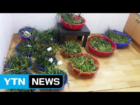 50억 상당 난 훔친 전직 장교 영장 신청 / YTN (Yes! Top News)