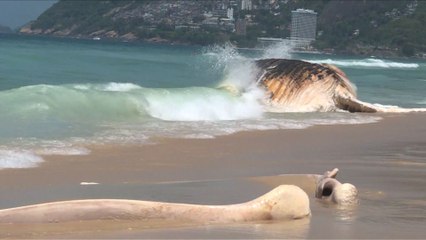 Brésil: une baleine s’échoue sur la plage d’Ipanema