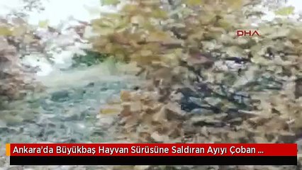 Download Video: Ankara'da Büyükbaş Hayvan Sürüsüne Saldıran Ayıyı Çoban Köpekleri Kovaladı