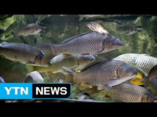 [울산] 태화강 생태관에서 연어생태체험교육 진행 / YTN (Yes! Top News)