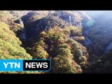 단풍 보러 산으로...김장하러 도심으로 / YTN (Yes! Top News)