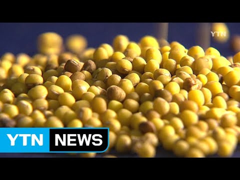 사라진 비빔밥 재료, '황녹두'를 찾아라 / YTN (Yes! Top News)