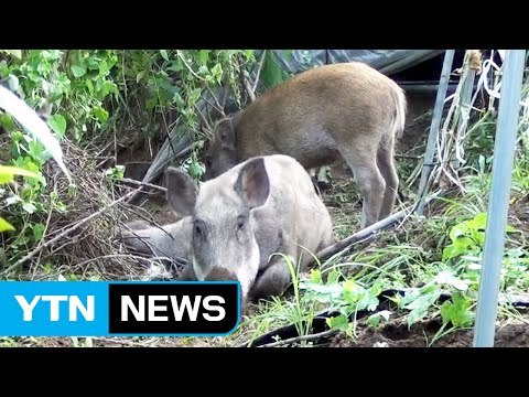 야생 멧돼지 붙잡힌 곳에 따라 운명 갈린다 / YTN (Yes! Top News)