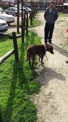 Les retrouvailles entre une chienne et son maitre après une séparation de 2 ans