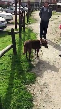 Les retrouvailles entre une chienne et son maitre après une séparation de 2 ans