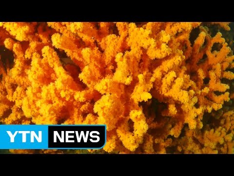 [영상] 독도에서 멸종위기 산호 대규모 발견 / YTN (Yes! Top News)