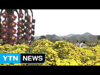 나비 고장 함평 "천억 송이 국화 세상" / YTN (Yes! Top News)