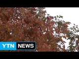 [날씨] 단풍 물든 남산...전국 찬 바람 속 쌀쌀 / YTN (Yes! Top News)