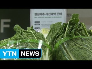 [YTN 실시간뉴스] 폭염 후폭풍...올해 김장 비용 '껑충' / YTN (Yes! Top News)
