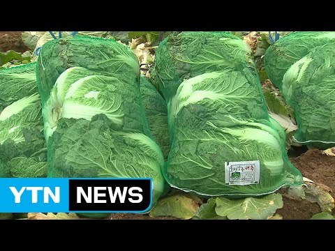 김장 비용 고공행진... 폭염 영향 커 / YTN (Yes! Top News)