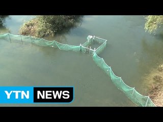 [울산] 태화강 연어 회귀...4년째 이어져 / YTN (Yes! Top News)