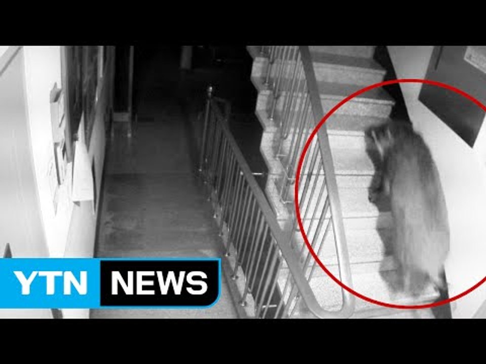 멧돼지 도심 아파트 출몰...4층 계단까지 올라와 / YTN (Yes! Top News)