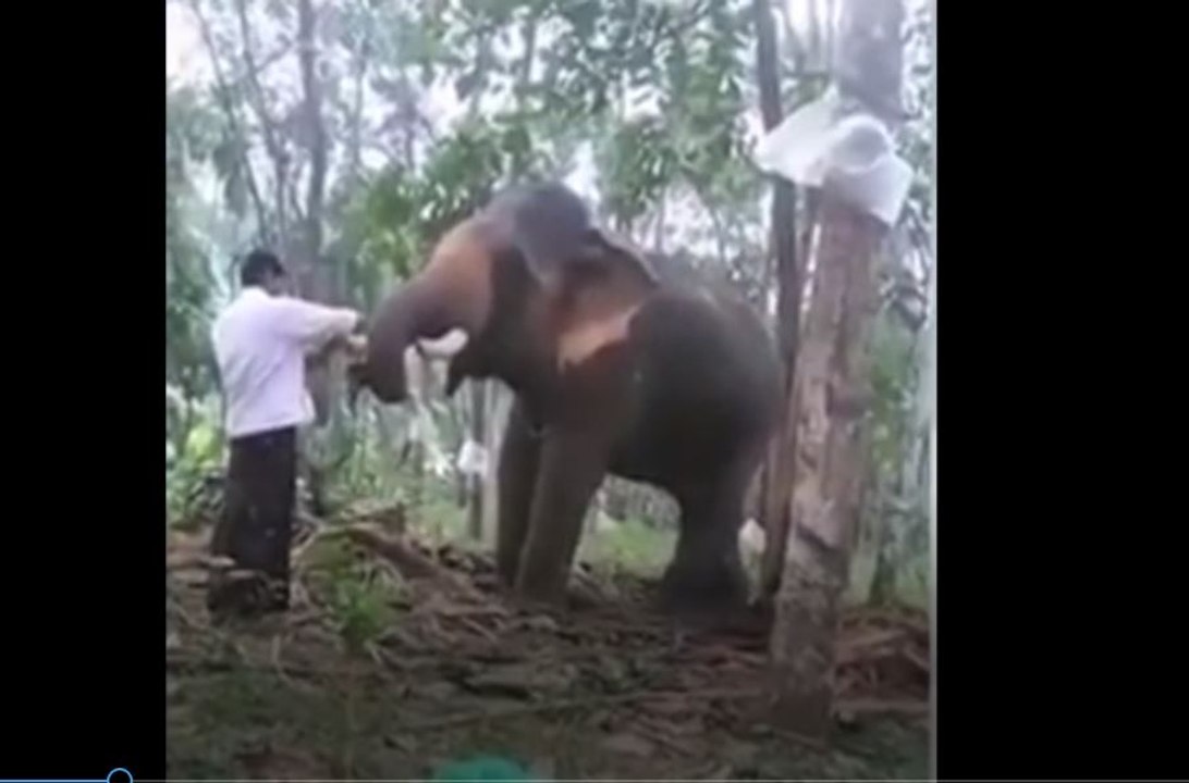 கேரளாவில் பாகுபலி போல யானை ஏற முயன்ற நபர் - தூக்கி அடித்த யானை- வீடியோ