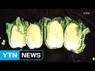 배추·딸기 재배에 미생물 활용...수확 증가 / YTN (Yes! Top News)
