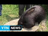 페루 동물원, 희귀 개미핥기 공개 / YTN (Yes! Top News)