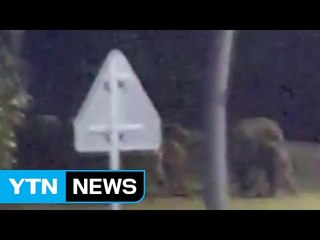 울산 간절곶에 멧돼지 10여 마리 출몰 / YTN (Yes! Top News)