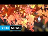 [영상] 오색단풍 절정...국립공원 10대 단풍길 / YTN (Yes! Top News)