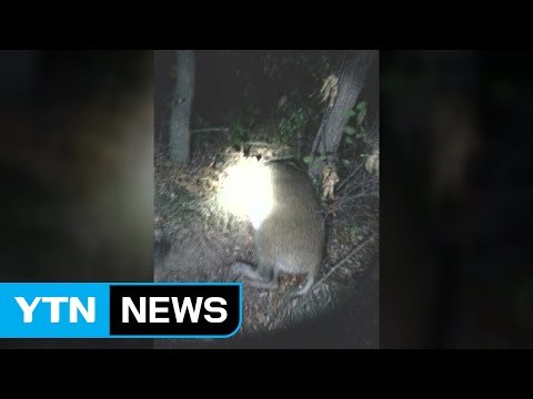서울 북한산 인근 멧돼지 출몰 잇따라 / YTN (Yes! Top News)
