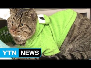 '쓰레기봉투' 고양이 사건은 자작극...신고자가 범인 / YTN (Yes! Top News)