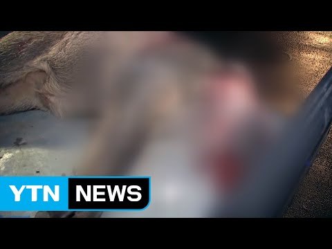 아파트 단지에 멧돼지 출몰...엽사가 사살 / YTN (Yes! Top News)