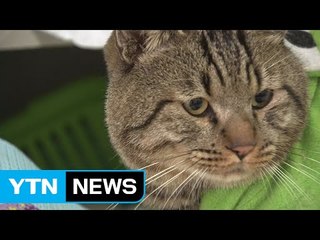 '쓰레기봉투' 고양이...판매하려다 버렸을 가능성 커 / YTN (Yes! Top News)