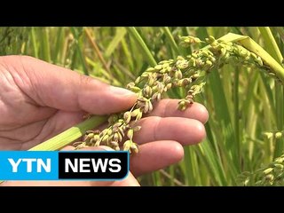 '벼도 사료로 사용 가능'...인식 전환 필요 / YTN (Yes! Top News)