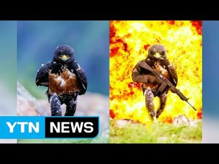 위풍도 당당하지!...누리꾼 사로잡은 매 / YTN (Yes! Top News)