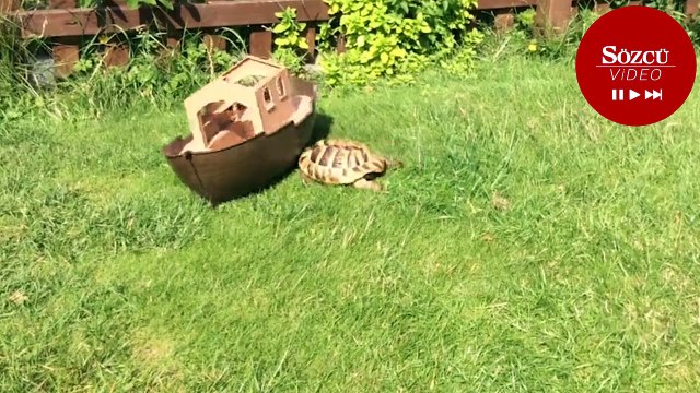 Evin bahçesine giren kaplumbağa ortalığa zarar verdi
