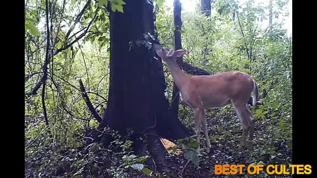 Quand les animaux pètent et lâchent de belles caisses !!