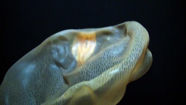 Cette méduse géante mesure plus d'un mètre de haut !!