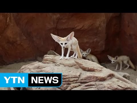 국제적 멸종위기종 사막여우 새끼 두 마리 출산 / YTN (Yes! Top News)