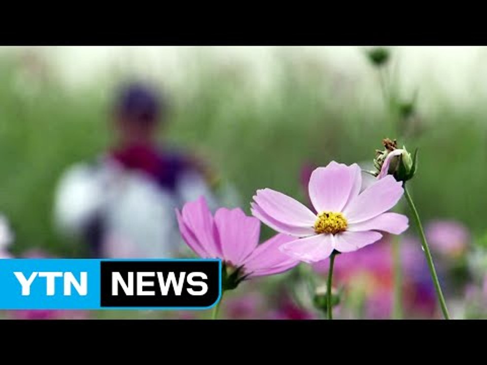 [날씨] 중북부 구름 많고 선선...충청 이남 비 / YTN (Yes! Top News)