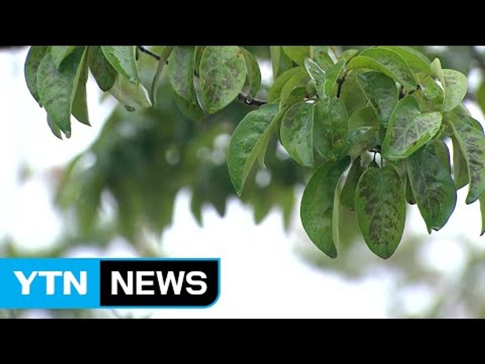 [날씨] 전국 요란한 가을비...중부 낮 동안 선선 / YTN (Yes! Top News)