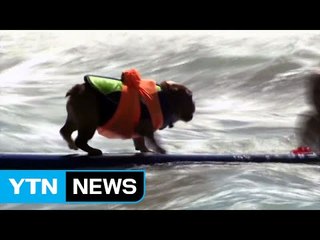[영상] 견공들의 서핑 / YTN (Yes! Top News)