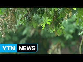 [날씨] 중부 비 내리며 선선...내일 남부·영동 가을비 / YTN (Yes! Top News)