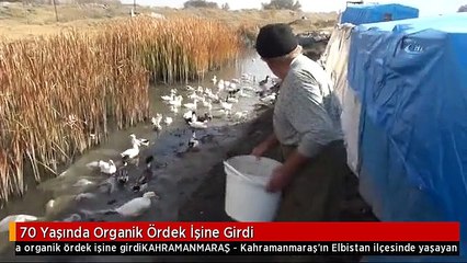 70 Yaşında Organik Ördek İşine Girdi