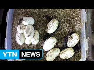 '멸종 위기' 구렁이 21마리 인공부화 성공 / YTN (Yes! Top News)
