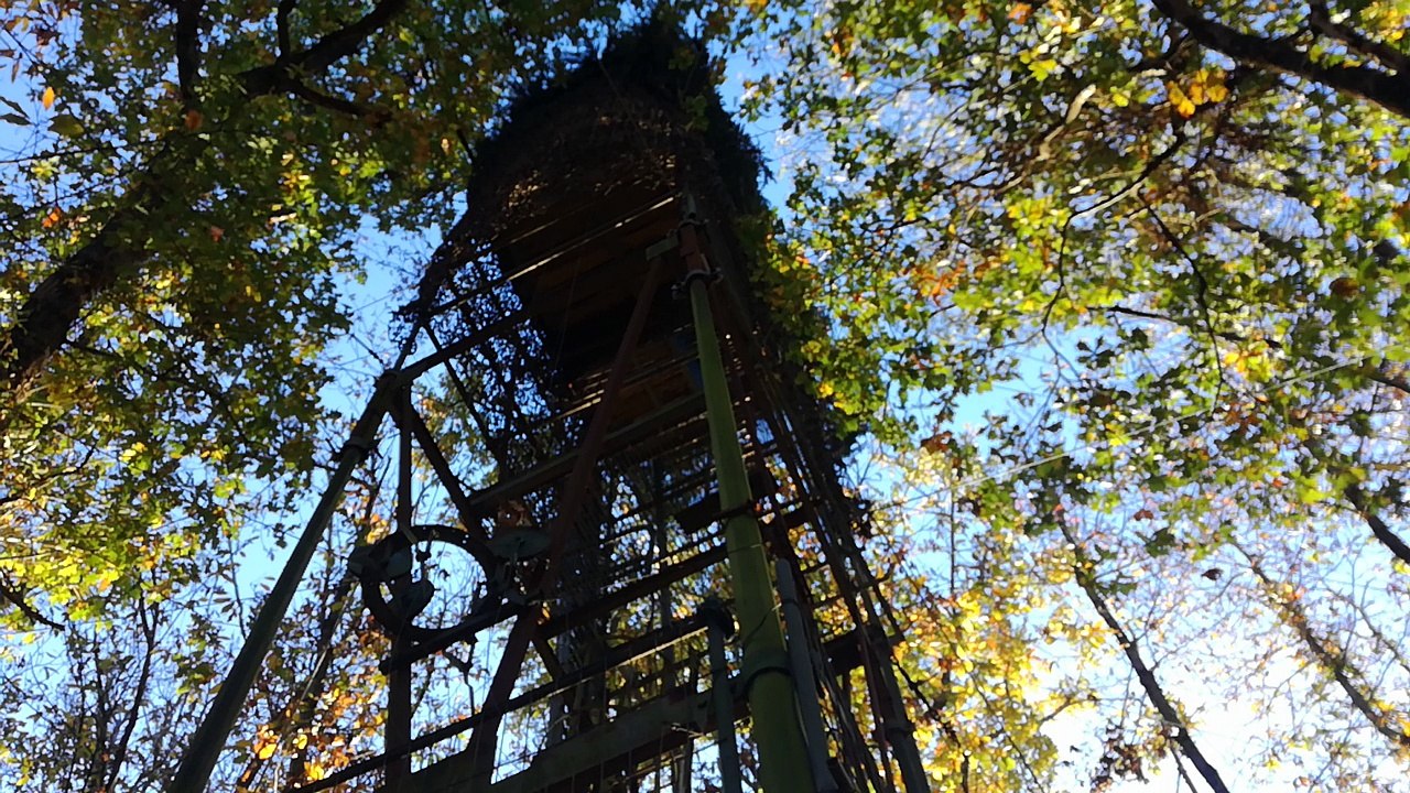Chasse  à la palombe en Blayais