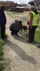 La réaction émouvante d'un chien qui retrouve son maître deux ans plus tard