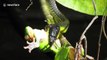 Tree snake catches green tree frog in Daintree Rainforest