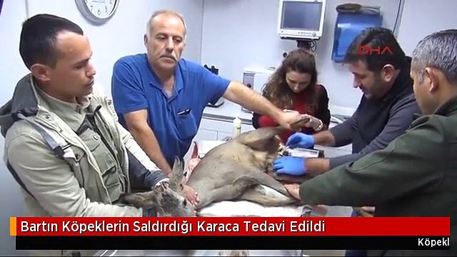 Bartın Köpeklerin Saldırdığı Karaca Tedavi Edildi