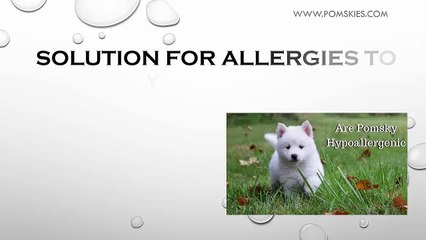 Methods to solve dog Allergies